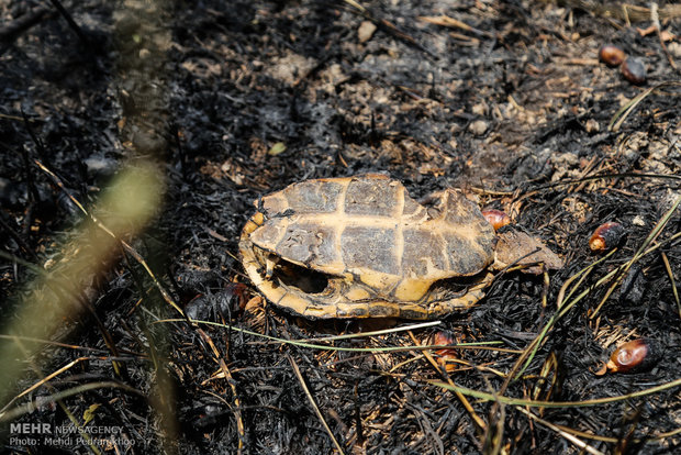 خاکستر شدن 600 اصل نخل در خنافره شادگان 