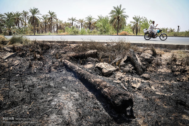 خاکستر شدن 600 اصل نخل در خنافره شادگان 