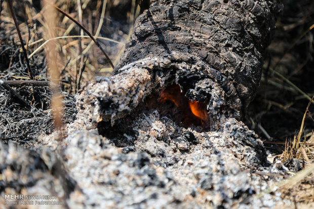 خاکستر شدن 600 اصل نخل در خنافره شادگان 