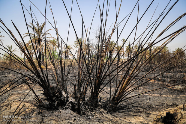 خاکستر شدن 600 اصل نخل در خنافره شادگان 