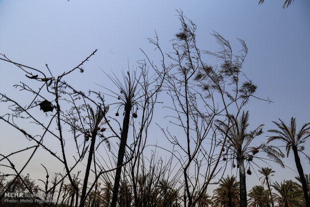 خاکستر شدن 600 اصل نخل در خنافره شادگان 