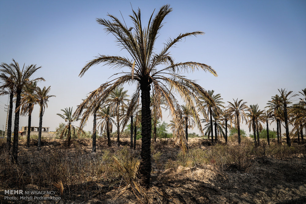 تبانی دلالان خرما کمر نخلداران خوزستان را شکست