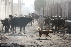 صنعت دامداری خوزستان در خطر است/ نبود علوفه کمر دامداران را شکست