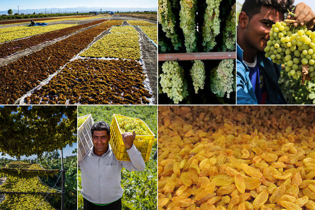 افزایش دو برابری صادرات محصولات کشاورزی در استان قزوین