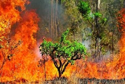 Large fire breaks out in northern Iranian biosphere reserve