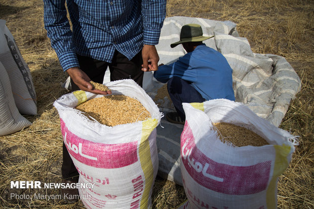 Farmers paying zakat while harvesting