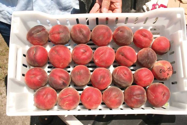 روسیه واردات میوه از صربستان و مقدونیه را ممنوع کرد