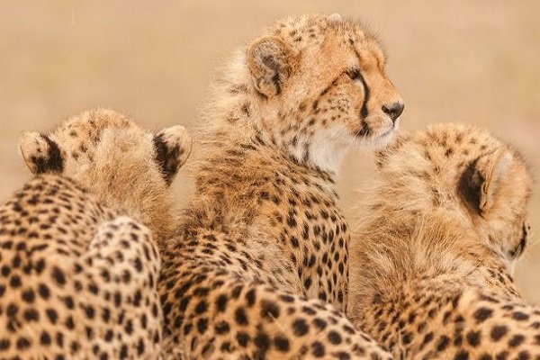 14 cheetahs spotted in Khar Turan National Park of Shahroud