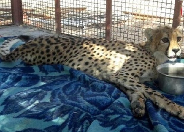 Asiatic cheetah died of spinal cord injury by car crash