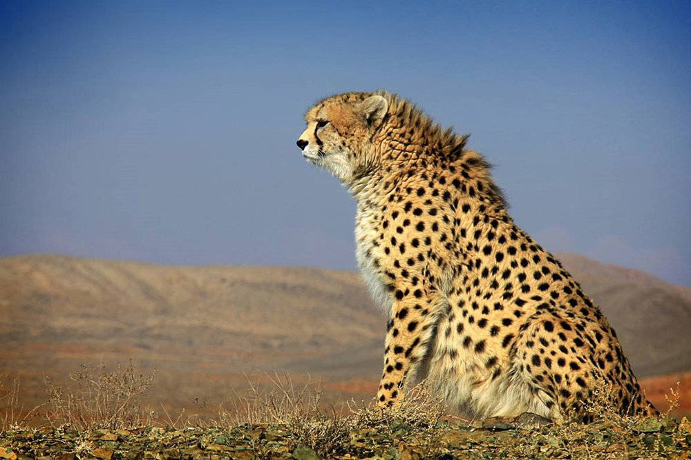 Cheetah cub wounded in car crash suffers irreversible spinal cord ...