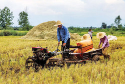 Rice harvest season in northern Iran paddy fields