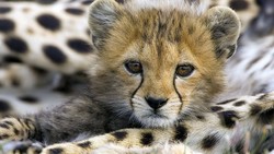 The Asiatic cheetah cub which had been injured on August 7 in a car crash on Abbasabad-Mayami road