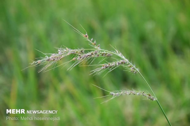 Unseasonal rain damages rice fields in Astara