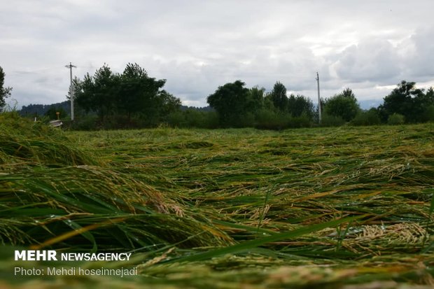 Unseasonal rain damages rice fields in Astara