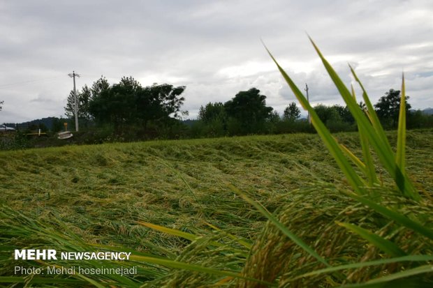 Unseasonal rain damages rice fields in Astara