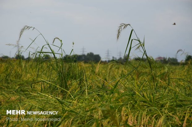 Unseasonal rain damages rice fields in Astara