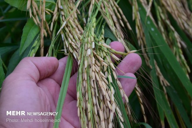 Unseasonal rain damages rice fields in Astara