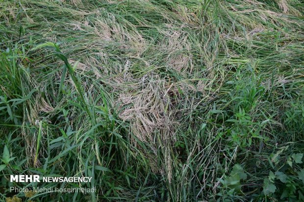 Unseasonal rain damages rice fields in Astara