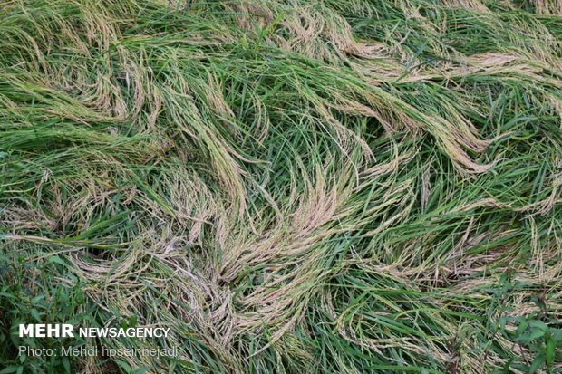 Unseasonal rain damages rice fields in Astara