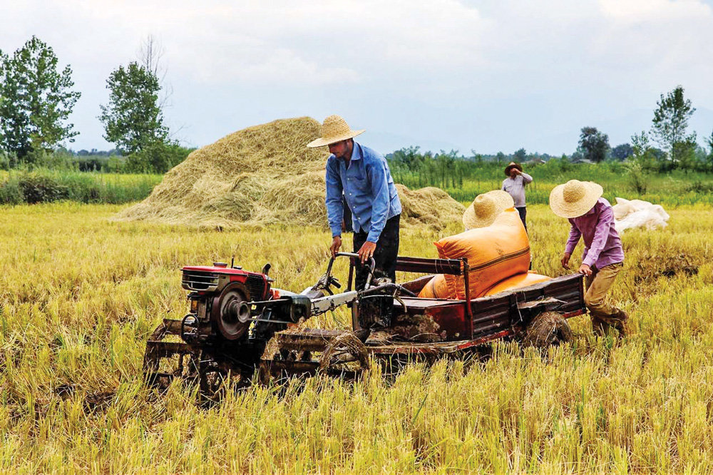 rice harvest