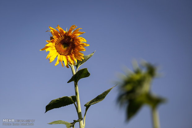 Sunflower farm in Kermanshah province