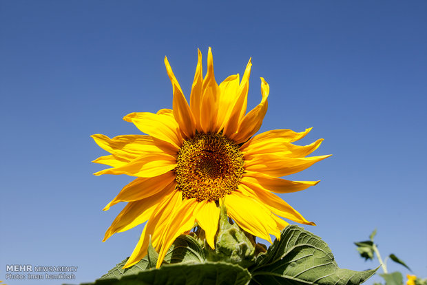 Sunflower farm in Kermanshah province