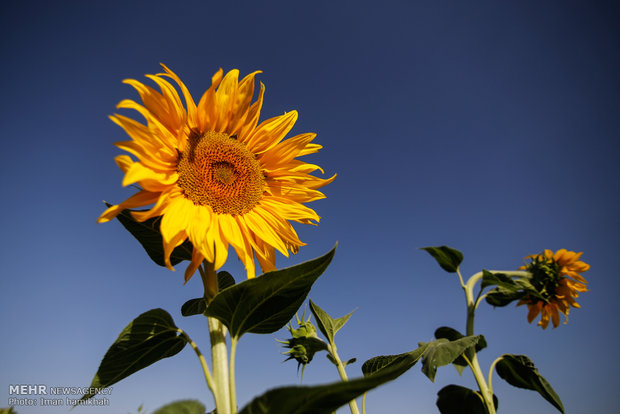Sunflower farm in Kermanshah province
