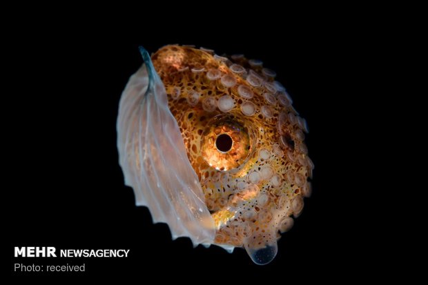 تصاویری از موجودات اعماق اقیانوس‎