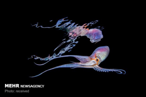 تصاویری از موجودات اعماق اقیانوس‎