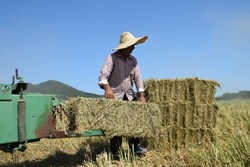 برداشت برنج از مزارع شهرستان مرزی بندر آستارا