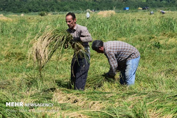  برداشت برنج از مزارع شهرستان مرزی بندر آستارا