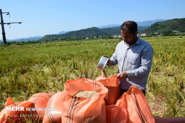  برداشت برنج از مزارع شهرستان مرزی بندر آستارا