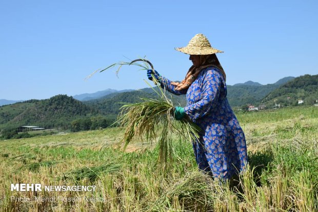 Rice harvest in Astara's paddy fields