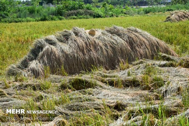  برداشت برنج از مزارع شهرستان مرزی بندر آستارا