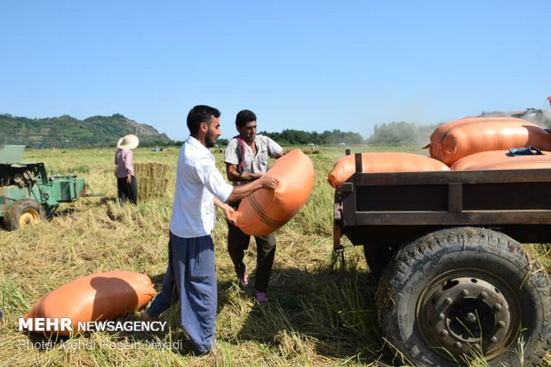  برداشت برنج از مزارع شهرستان مرزی بندر آستارا