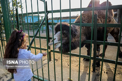 Iranian zoos to be monitored online  across the country