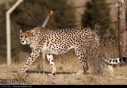 Iran, UNDP prepare draft for Conservation of Asiatic Cheetah 