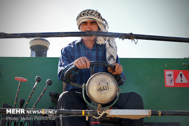 Great wheat harvest in Kurdistan