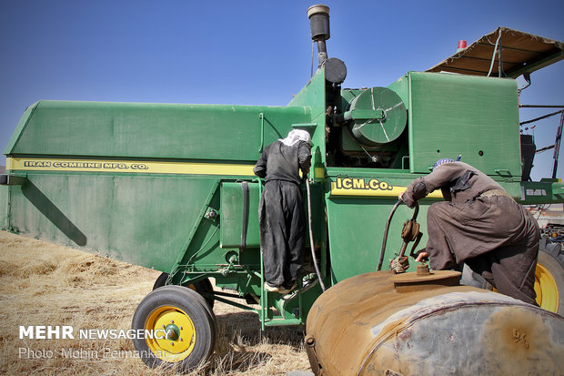 Great wheat harvest in Kurdistan