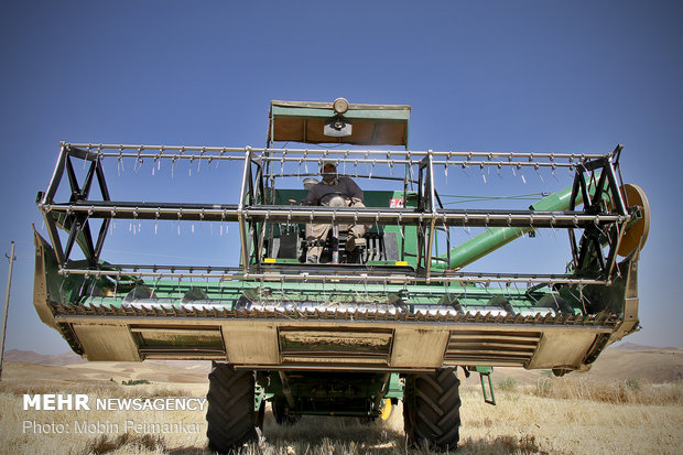 Great wheat harvest in Kurdistan