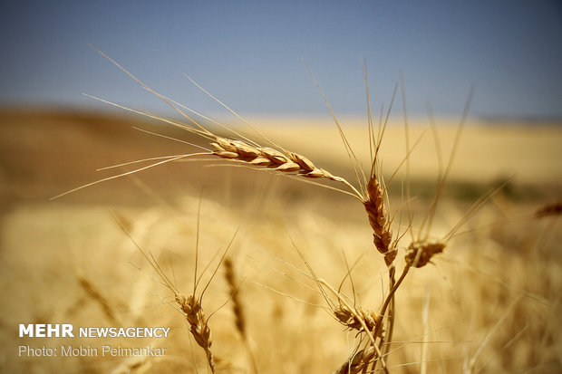 Iran envisages harvesting 13.5m tons of wheat in current crop year