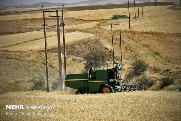 Great wheat harvest in Kurdistan