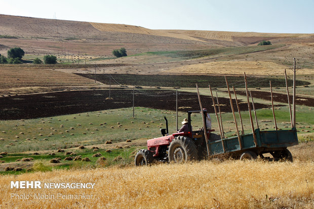 Great wheat harvest in Kurdistan