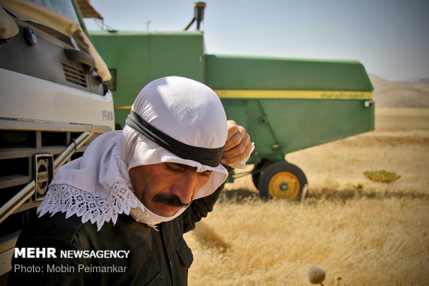 Great wheat harvest in Kurdistan