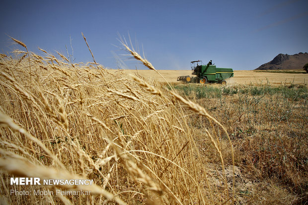 Great wheat harvest in Kurdistan