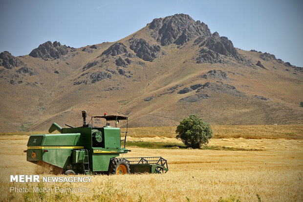 Great wheat harvest in Kurdistan