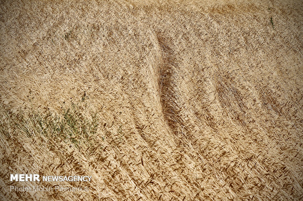 Great wheat harvest in Kurdistan