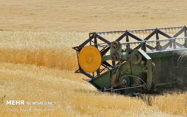 Great wheat harvest in Kurdistan