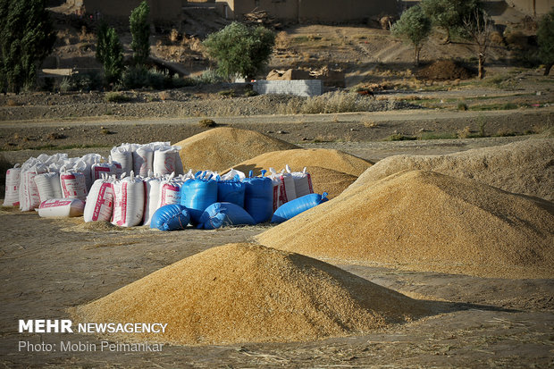 برداشت خوشه های طلا در کردستان - برداشت گندم