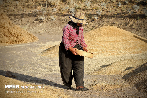 Great wheat harvest in Kurdistan